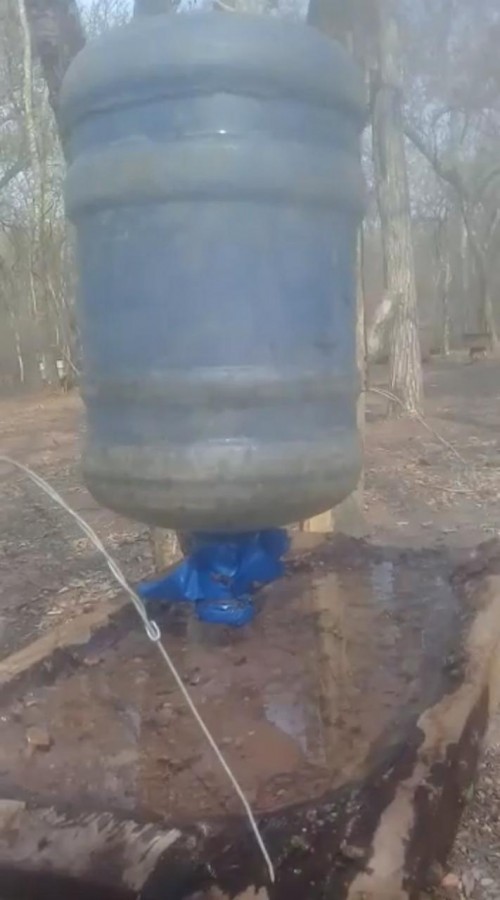 Bebederos para las abejas en tiempo de sequía en el Chaco