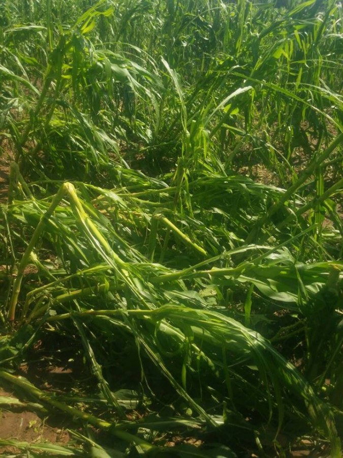 Da&ntilde;o en producci&oacute;n de ma&iacute;z en la comunidad de San Jos&eacute;